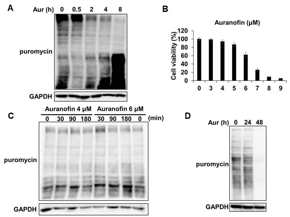 HepG2 세포주에서 auranofin 처리에 따른 단백질 합성의 변화