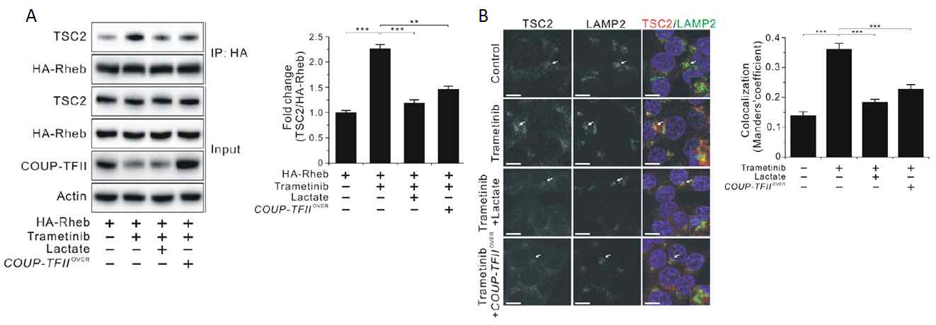Effects of COUP-TFII on TSC2/Rheb interaction in cancer cells treated with trametinib