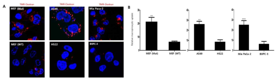 Kras mutant/wild type cancer cell에서 TMR-Dextran uptake 측정법 구축
