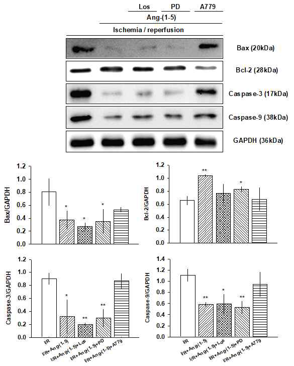 Ang-(1-5) 전처리가 허혈 후 재관류에 의한 심근조직 내 apoptosis protein 양의 변동에 미치는 영향