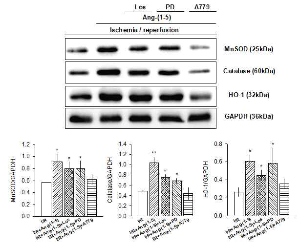 Ang-(1-5) 전처리가 허혈 후 재관류에 의한 심근조직 내 antioxdant protein 양의 변동에 미치는 영향