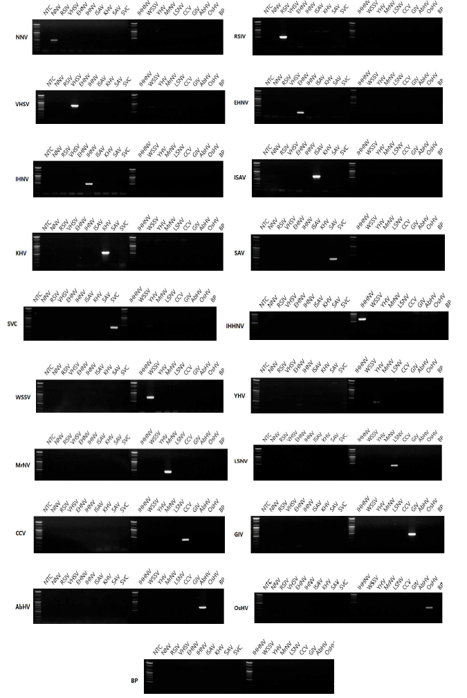 19종 해양바이러스에 대한 PCR 결과