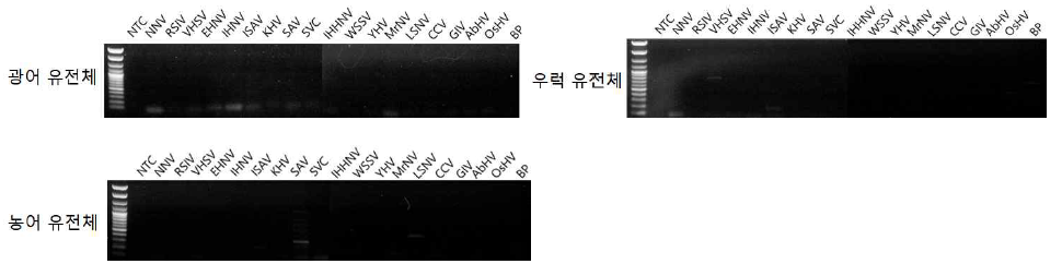 어류 유전체 DNA와 해양바이러스 프라이머 세트 반응 확인