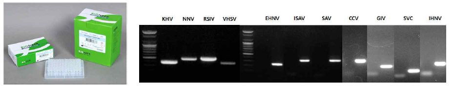 개발된 11종 어류바이러스 대상 PCR 진단 키트 및 이를 이용한 진단 테스트