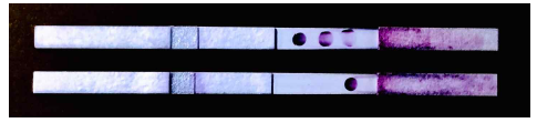 Duplex PCR-LFA를 이용한 진단 결과