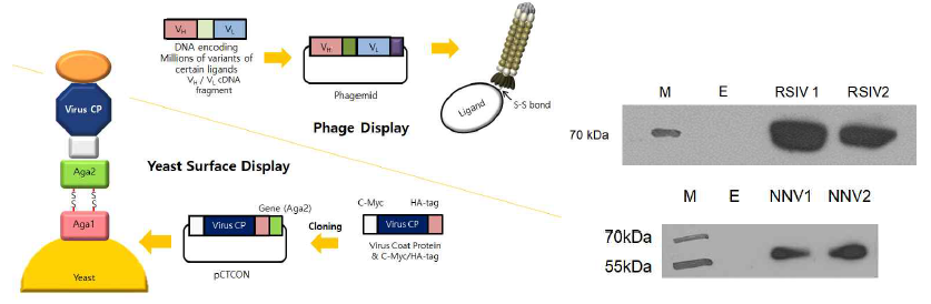 재조합 항체 발현용 Phage Display, 항원 발현용 Yeast Surface Display (좌) YSD 이용 대체항원 발현 확인 (우)