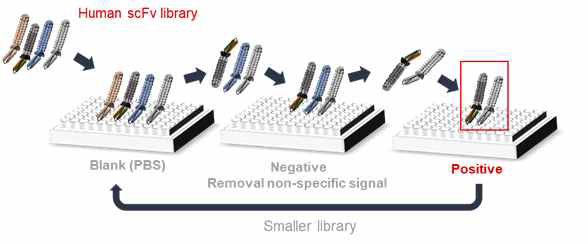 대상 항원 특이적 재조합 항체를 선발하는 Biopanning 과정 모식도