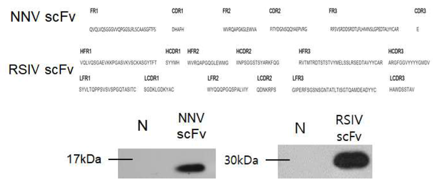 선발한 NNV, RSIV 특이적 재조합 항체의 아미노산 서열 및 단백질 확인