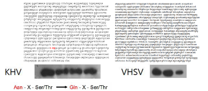 KHV 유전자 서열 및 단백질 (좌), VHSV 유전자 서열 및 단백질 (우)