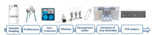 해양바이러스 PCR 분석 과정 모식도