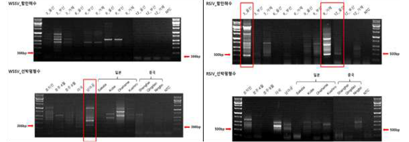 2018년도 항만해수, 선박평형수 PCR 검출실험 결과