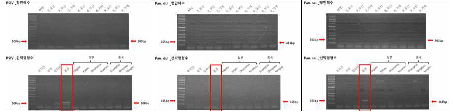 2019년도 항만해수, 선박평형수 PCR 검출실험 결과