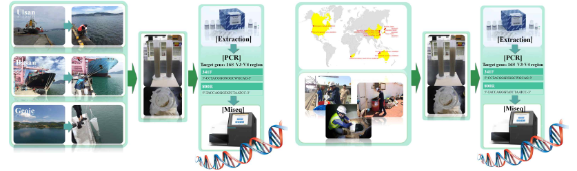 우리나라 주요 항만 및 선박평형수 박테리아 군집을 파악하기 위한 mNGS 방법 순서도