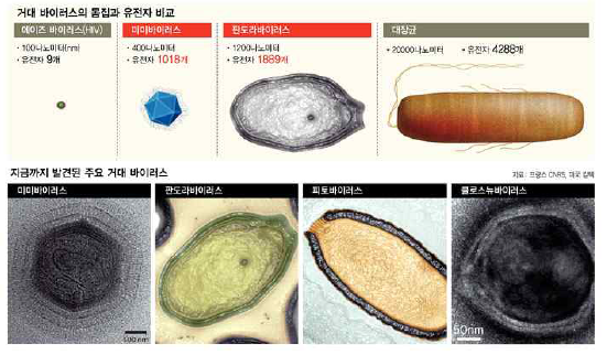 세포 닮은 거대바이러스 (출처 : 한겨레)