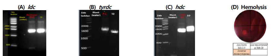 Le. lactis M1-2 L5 분리균주의 biogenic amines 유전자 및 용혈활성 측정