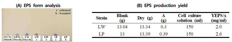 Lb. paracasei SMB092 균주의 EPS 생성능 측정