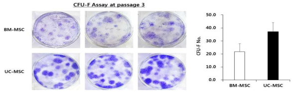 골수 유래 및 제대 유래 줄기세포의 섬유아세포 집락 형성 단위 분석