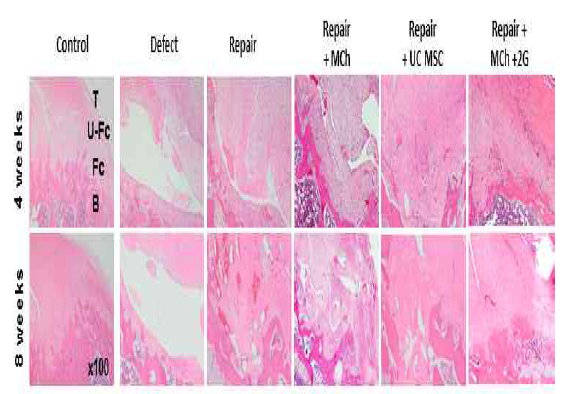 내재성 줄기 세포와 외인성 줄기세포를 적용한 회전근개 복원술의 건-골 인터페이스의 조직학적 회복을 보여주는 사진