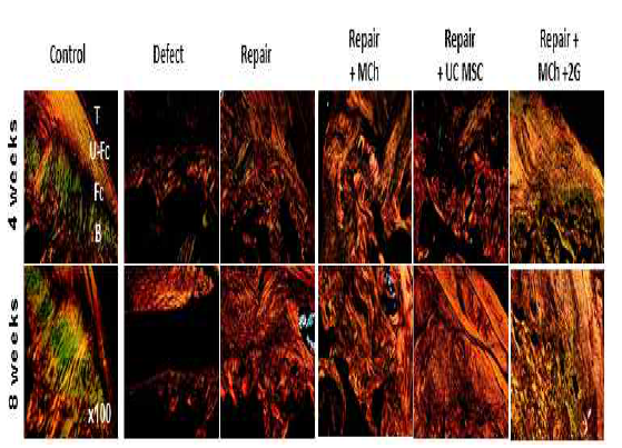 내재성 줄기 세포와 외인성 줄기세포를 적용한 회전근개 복원술의 교원섬유의 정렬을 보여주는 사진