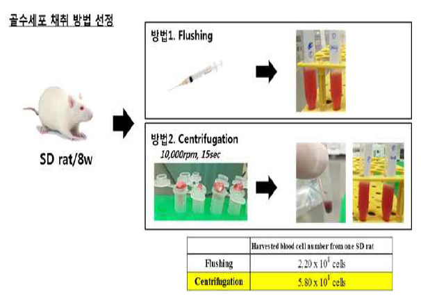 주사기를 이용한 랫트 골수 유래 단핵세포 분리 방법과 원심분리를 이용한 랫트 단핵세포 분리 방법 비교