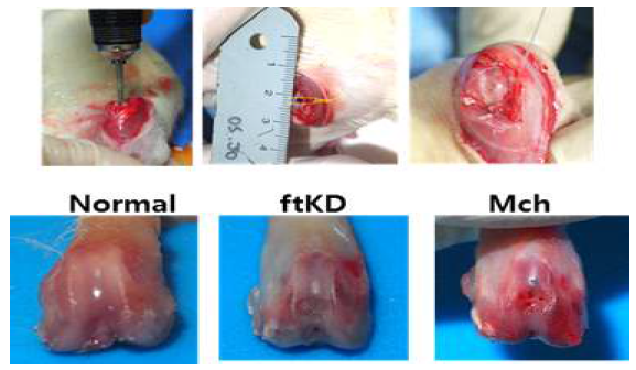 2mm burr와 다발성 채널링 기구를 이용한 연골 결손 회복 모델