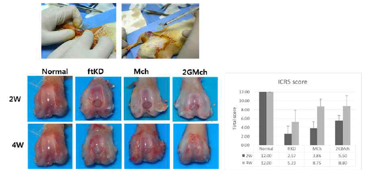 2세대 미세골절술 시행 후 2주, 4주 Gross appearance 사진 및 ICRS 분석결과