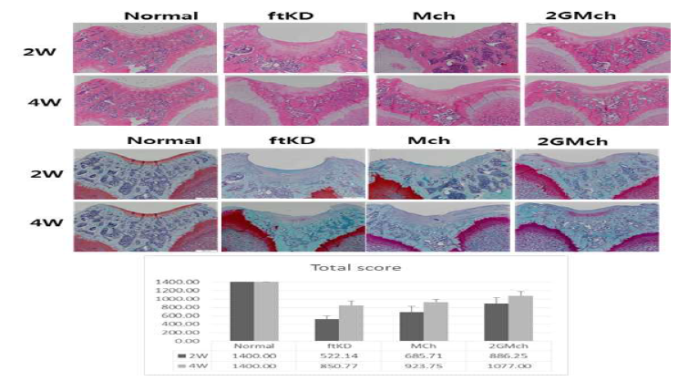 2세대 미세골절술 시행 후 2주, 4주에 대한 조직학적 분석 결과 (ICRS II평가)