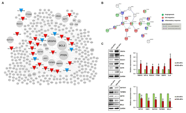 혈관내피세포 유래 EVs 내에 탑재된 miRNA들의 표적 단백질 분석 결과