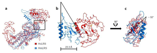 hcLeuRS와 hmLeuRS의 CP1 도메인의 위치비교. a. 빨간색과 파란색 리본 모델로 표현되는 hcLeuRS와 hmLeuRS의 구조를 중첩한 그림. CP1 도메인의 방향에 대한 명확한 비교를 위해 두 구조의 CP1 도메인의 보존된 α-헬릭스와 β-시트가 cartoon 모델로 표현되었다. CP1 도메인의 삽입점은 해당 색상으로 도색된 원에서 M, C로 표시되었다. b, hcLeuRS의 CP1 도메인과 hmLeuRS의 Zoom-up 뷰. c, hcLeuRS의 CP1 도메인의 회전 뷰