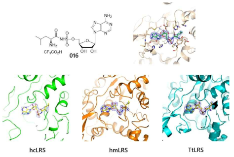 leucyladenylate analogue의 구조 (좌상), 결합 모드 그림 (우상), hcLRS, hmLRS, TtLRS의 leucyladenylate analogue 결합 부위 그림