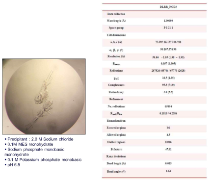 DLRR-hNOD3의 결정 사진 (좌)와 회절 데이터 수집과 refinement 표