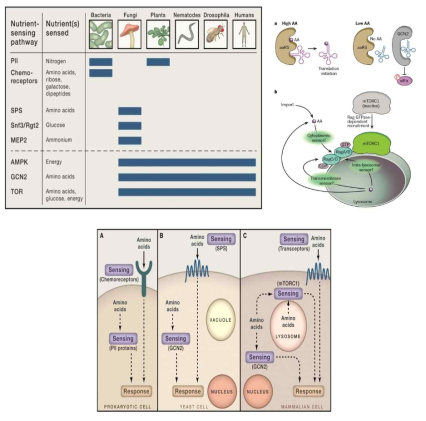 (좌)다양한 종에서의 감지단백질 (중) 아미노산감지 기작 (우) 원핵, 효모, 진핵 세포에서의 감지기작