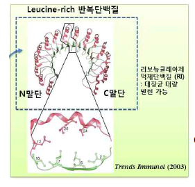 Leucine-rich Repeat domain의 3차원 구조 모식도