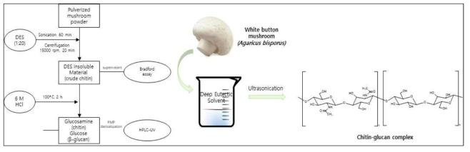 버섯유래 유효거대분자 용해 및 추출 모식도