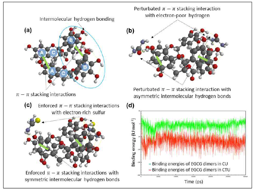 EGCG 2개 분자의 3D 구조(a, EGCG만 있을 때; b, CU 공존 시; c, CTU 공존 시)와 결합에너지 프로파일(d)
