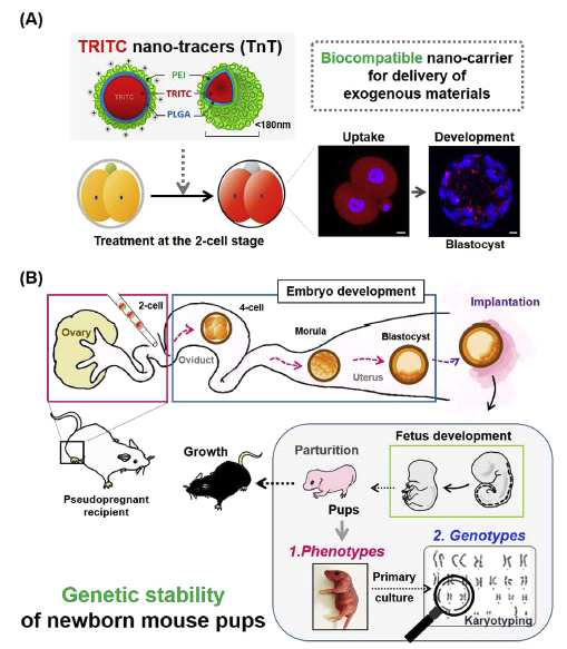 초기 배아를 이용하여 PLGA 나노구조체, TnT(TRITC Nano-Tracer) 의 안전성