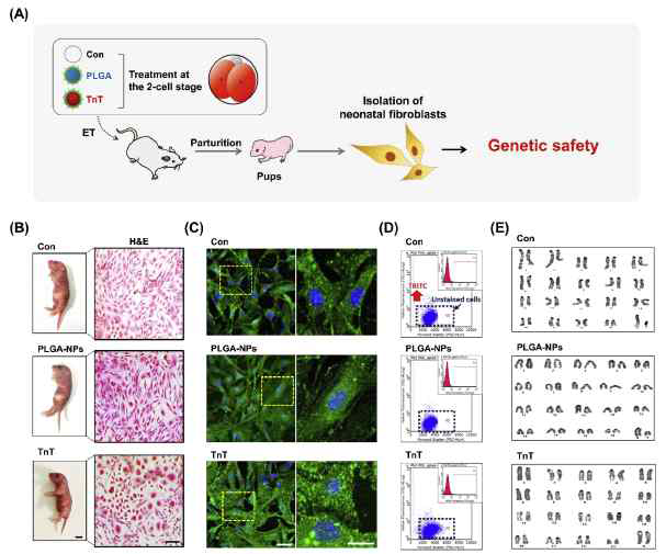 PLGA 나노구조체, TnT가 처리된 배아를 통한 산자의 표현형과 유전적 안전성 점검