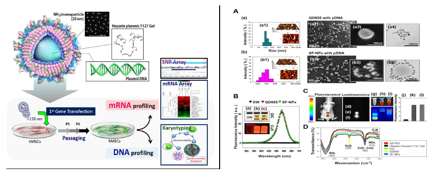 플루로닉젤과 결합된 QDs (SF-NPs)-pDNA 전달체의 특성 분석
