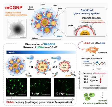 헤파린에 의한 코어 응집-금나노입자(mCGNP)의 제작 및 그 특성에 따른 장-시간 유전자 지속 발현 시스템 확립