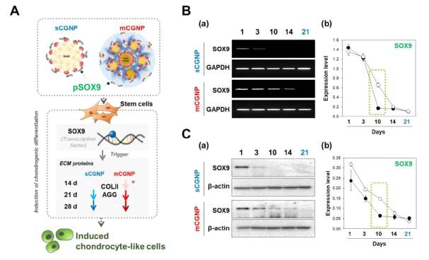 mCGNP의 pSOX9의 장시간 발현