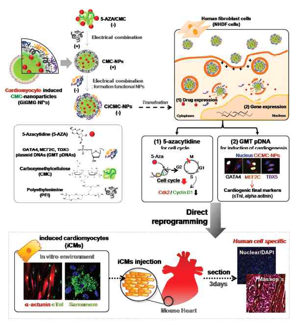 Cardiac transcription factors, 뉴클레오시드 약물 탑재된 CiCMC