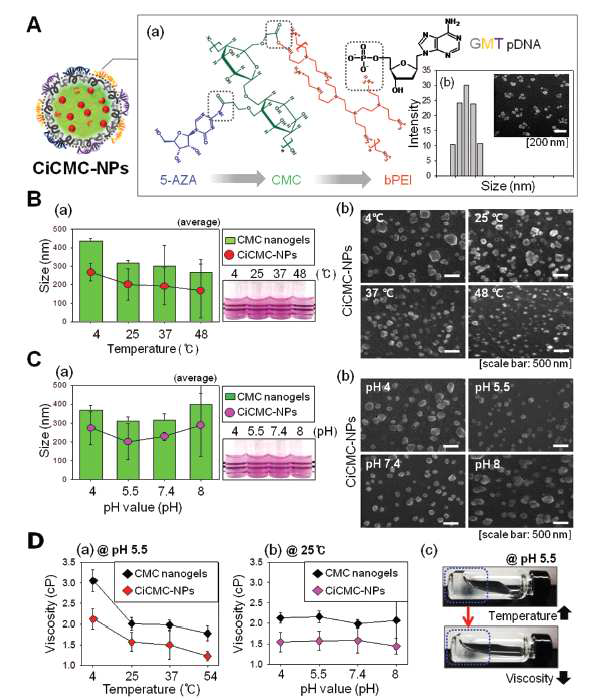 Cardiac transcription factors, 뉴클레오시드 약물 탑재된 CiCMC의 특성