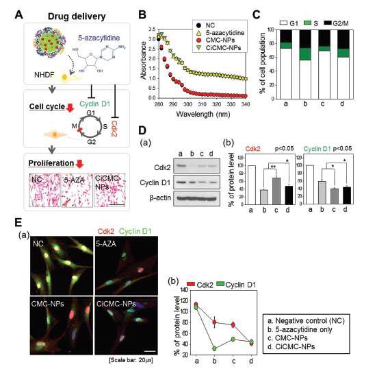 5-AZA-complexed CMC-NPs의 특성