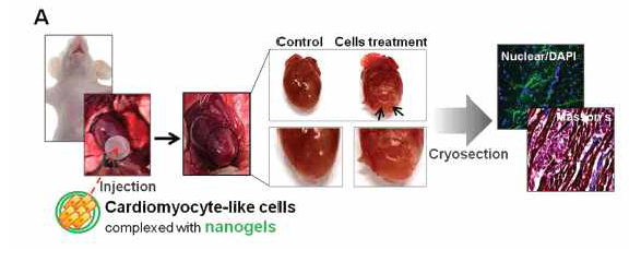 CiCMC로 엔지니어된 iCM의 주입에 의한 심장의 관찰