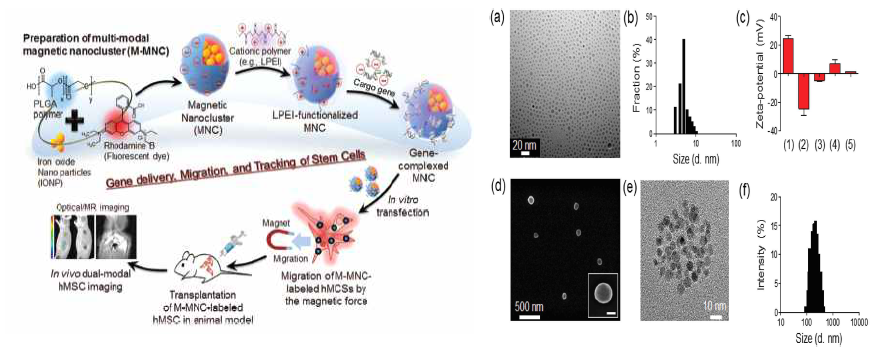 다기능성-응집형 나노자석구조체, M-MNCs의 개발 및 특성분석