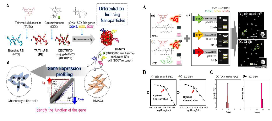 폴리머(tDP)-SOX5,6,9 유전자 복합체(DI-NPs)의 개발 및 특성분석