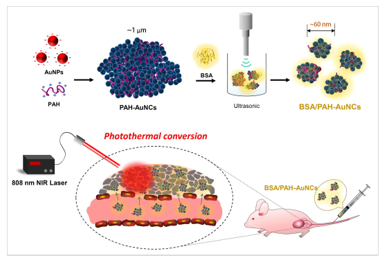 금나노입자와 알부민 단백질 기반 하이브리드형 gold nanoclusters의 제조 및 광열 항암치료