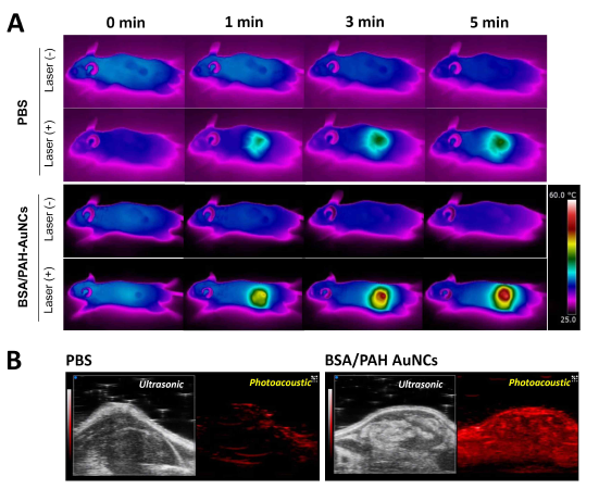하이브리드형 알부민 gold nanoclusters의 종양조직으로의 표적성/광열효과 (thermal/photoacoustic imaging)