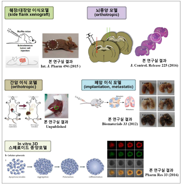 종양세포 이식 동물모델 및 3차원 스페로이드 종양모델