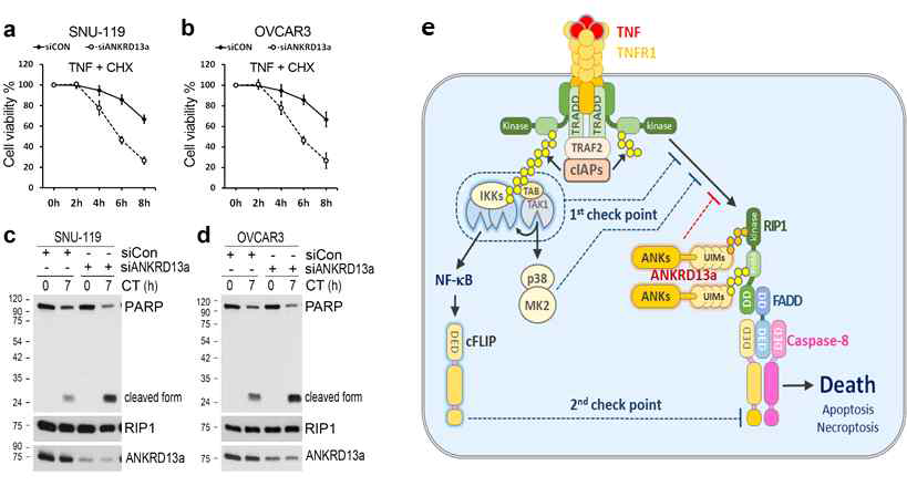 Proposed model of ANKRD13a as an early cell death checkpoint regulator in TNFR1 signaling